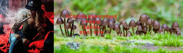 стаф Новозыбков